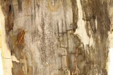 Polished, Petrified Wood (Metasequoia) Stand Up - Oregon #263502-1